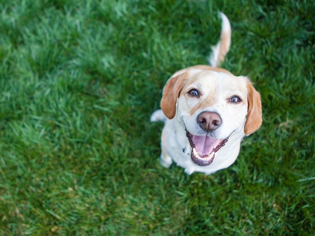 Treatment Of Dogs With ALS-Like Disease Provides Hope For Humans