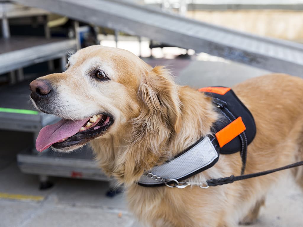 ALS service dog