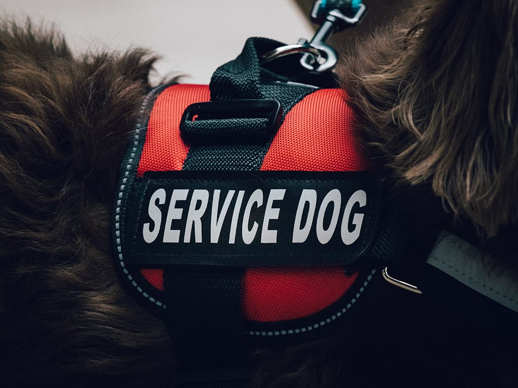 Service dogs for ALS patients